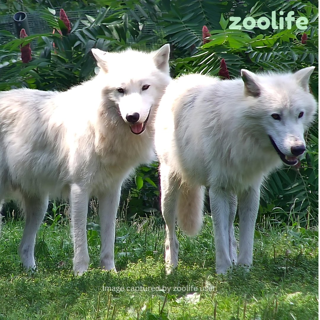 zoolifetv's tweet image. Happy #TongueOutTuesday from the Toronto Zoo! 🐺❄️ 

Our arctic wolves are beating the hot summer heat today by panting to release excess heat. 🐾💙 

Check out these cool snapshots captured by our amazing zoolife users! 📸 #ArcticWolves #CoolingOff #TorontoZoo
