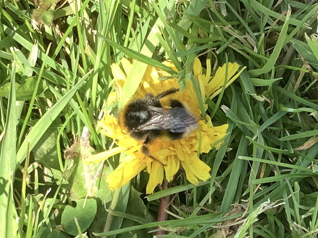 Burlington Juniors (@burlingtonjnr) on Twitter photo <a href="/30DaysWild/">#30DaysWild from The Wildlife Trusts</a> Day 18 - Listen for a buzzing sound. What is it? Of course, we found many bees in our garden, field and meadow areas, including where they lived in holes in the ground. Our school loves bees. <a href="/YorksWildlife/">Yorkshire Wildlife Trust - follow us on Bluesky 🦋</a> <a href="/WildlifeTrusts/">The Wildlife Trusts</a> @RHSSchools <a href="/TheTreeCouncil/">The Tree Council</a> <a href="/BumblebeeTrust/">Bumblebee Conservation Trust</a> <a href="/30DaysWild/">#30DaysWild from The Wildlife Trusts</a> Day 18 - Listen for a buzzing sound. What is it? Of course, we found many bees in our garden, field and meadow areas, including where they lived in holes in the ground. Our school loves bees. <a href="/YorksWildlife/">Yorkshire Wildlife Trust - follow us on Bluesky 🦋</a> <a href="/WildlifeTrusts/">The Wildlife Trusts</a> @RHSSchools <a href="/TheTreeCouncil/">The Tree Council</a> <a href="/BumblebeeTrust/">Bumblebee Conservation Trust</a>