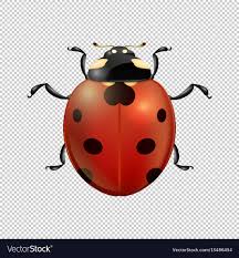 Ladybugcoin's tweet photo. @WhaleEverything Watch out for the coming of the Lady https://t.co/82T0TKlfDt