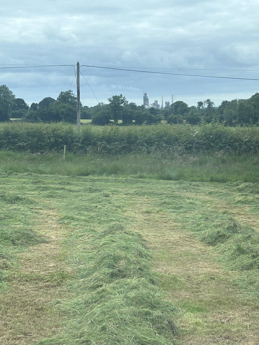 Cows are ruining the world