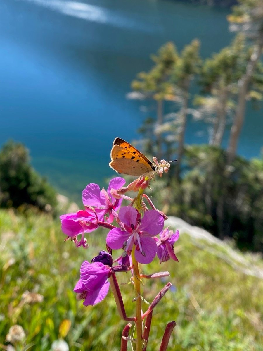 usfsarp's tweet photo. We aren't pollen your leg... in addition to #NationalGrasslandsWeek, it is also #NationalPollinatorsWeek! Take a moment to learn about the little creatures that make a big difference on the forests and grasslands.
Learn more in the Natural Inquirer https://t.co/zogFtNUMWX https://t.co/qqF8JygMbv