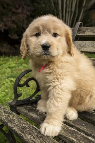 Animal Lover tweet media