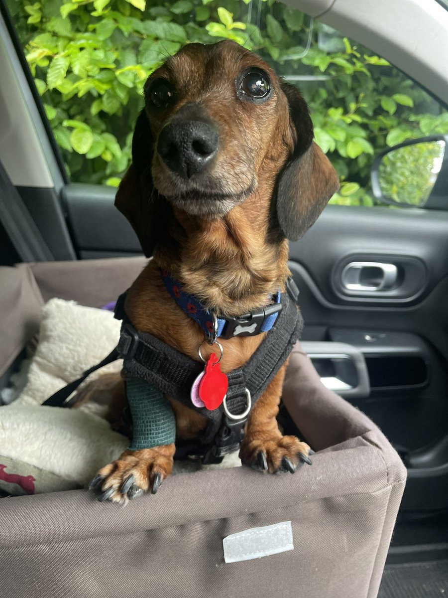 Amber, (RIP) Charlie (RIP) and Maisie (RIP) tweet media