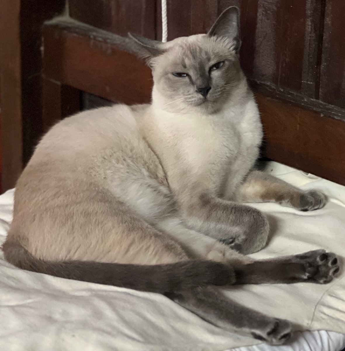 นางนี่ชอบกินแมวเลียมาก ซึ่งแมวเลียที่นางชอบราคาค่อนข้างแรง เลยพูดกับนางว่า ที่กินอยู่เนี่ยมันแพงนะ ไม่มีตังซื้อให้กินหรอก (บ่นเพราะไม่อยากให้นางกินทุกวัน) นางเดินหายไปสักพัก กลับมาพร้อมกับปฏิทิน นางไปฉีกเลขวันมาวางตรงหน้า ที่บ้านบอกซื้อหวยสิ้ สรุปถูกหวย นางกลัวไม่มีแมวเลียกิน