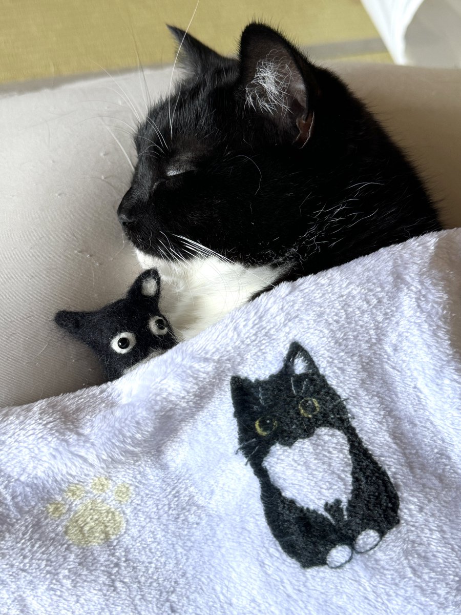 unicouniuni3's tweet image. お昼寝中です

Uni is taking a nap :3