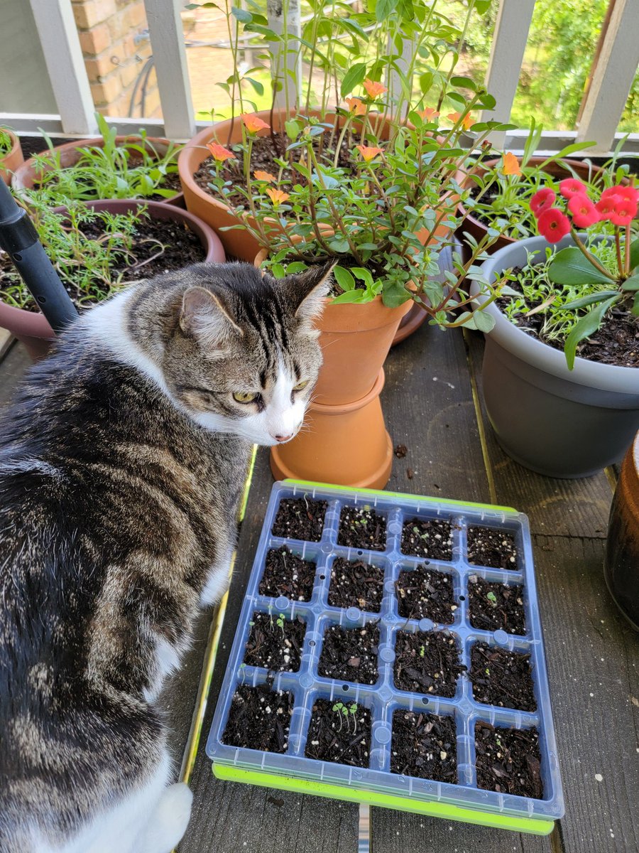 catsmacktalk's tweet photo. @KLovegrove1982 Beautiful! What are you growing? I help with the plants too! 😻 Sunflowers on the backside! The little seedlings in the tray are lavender but they may not make it. It's really HOT here in Texas. 🥵🌡️ https://t.co/ngXG5mCjbX