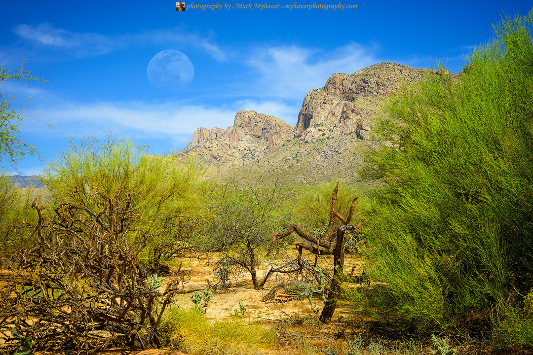 Valley View 25502
Photography by Mark Myhaver
myhaverphotography.pixels.com/featured/valle…
#sonorandesert #catalinamountains #orovalley #arizona #myhaverphotography
