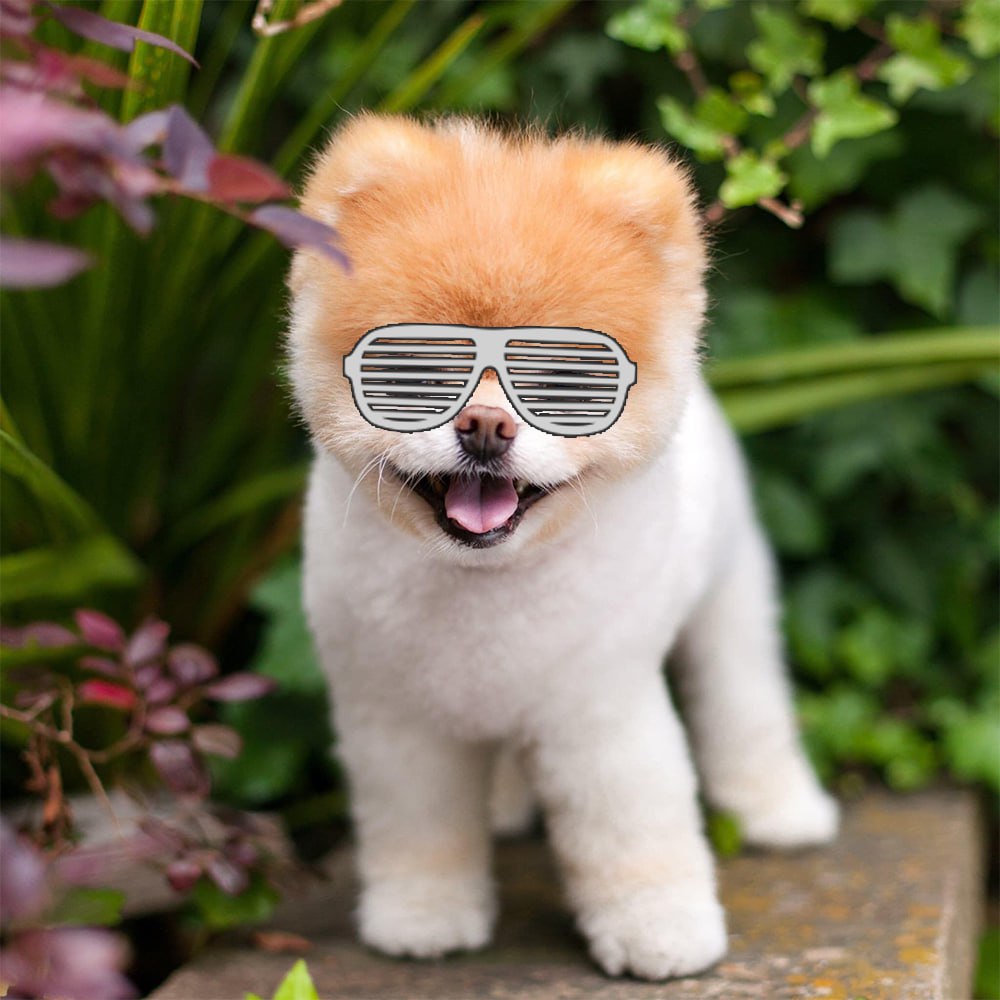 gamertrun's tweet photo. @s0meone_u_know Feeling ruff? Follow $BOO, the fluffiest celeb on Facebook! With 16M fans and four adorable photobooks, he’s the pup-star your feed needs! 🐶📚 
@BooOnSol1 https://t.co/cmyiNg8NQs