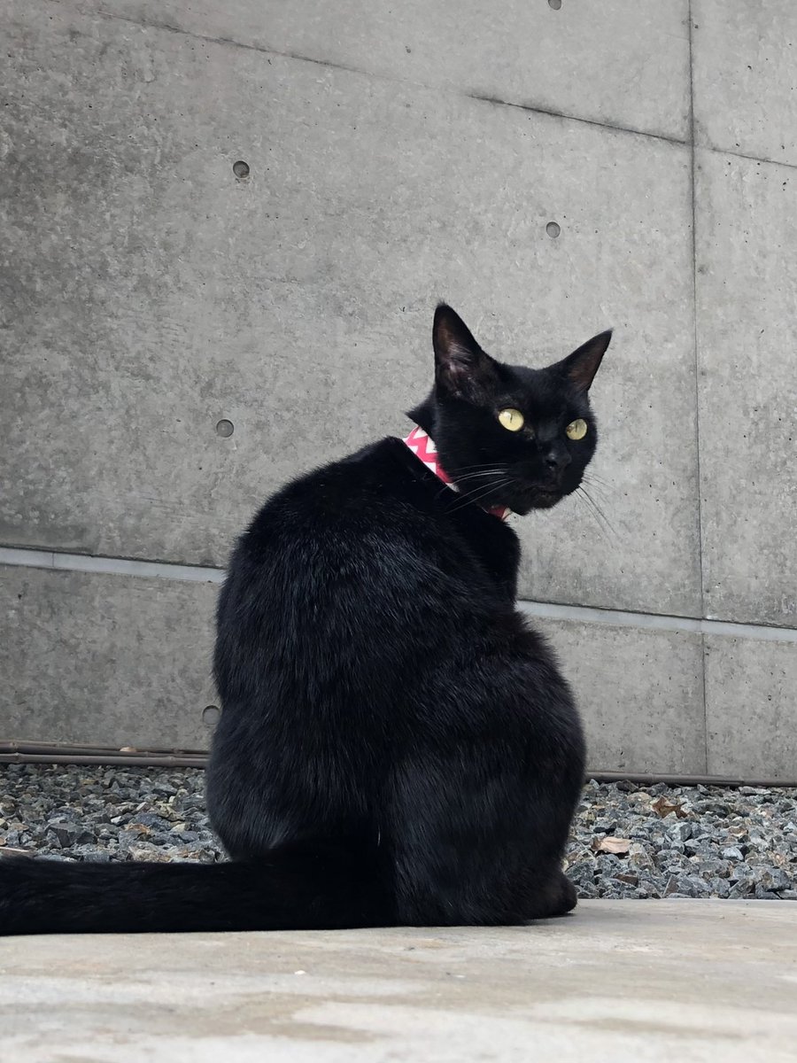 ねこ 楽天市場】＼店内、モール内最安挑戦中／ リサ・ラーソン Lisa