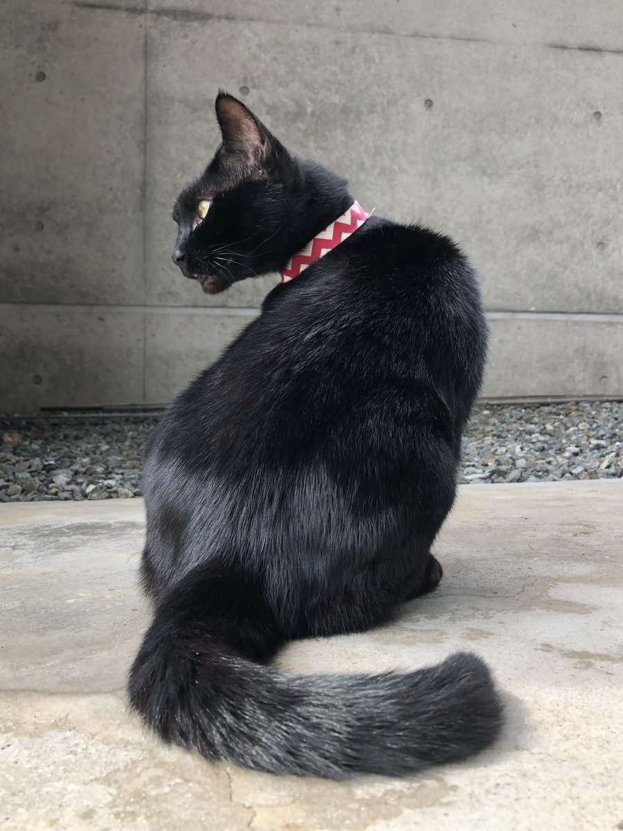 時をかける猫ニャ068 