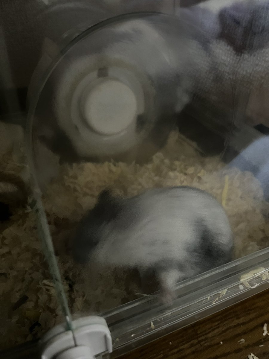 ぶれるんだよなぁ🤪
可愛いのに、、どうして可愛い顔のままいてくれないのぉぉ😭笑