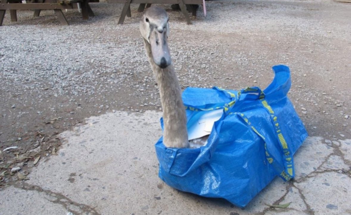 @KingAnt777 @KingAnt777 WHAT YOUR DEALING WITH HERE….IS A RUNNAWAY $BAG!  

💥🚀🔥💥🚀🔥

—————————————————
CA:  4KxDJ9rrS5Reh5T8VS9JnrcrXEP5VTwJeoEcMwMopump

DYOR