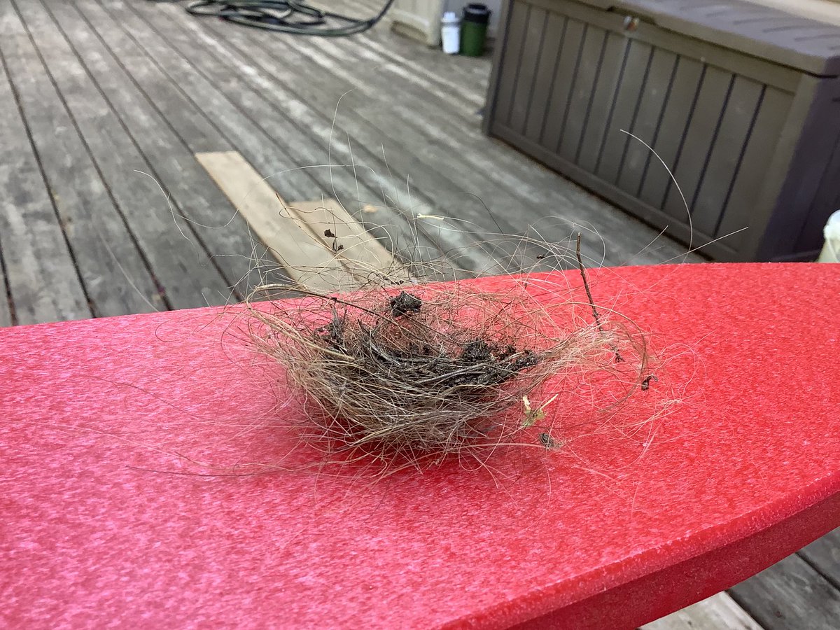 glauc87's tweet image. Weirdly proud to see my hair in this tiny bird nest found in backyard