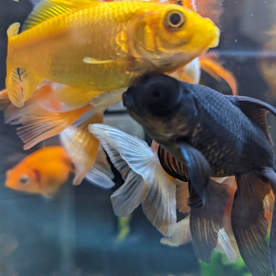 a4kar1111111's tweet photo. 今日も金魚は餌くれ、
餌くれと申してます😅

#アクアリウム #熱帯魚 #水槽 #観賞魚 #水草 #淡水魚 #魚  #アクアリスト #レイアウト #フィッシュタンク #アクアスケープ  #水槽レイアウト #飼育 #淡水水槽  #魚を飼う #日常生活 https://t.co/yqxrdNsGnf