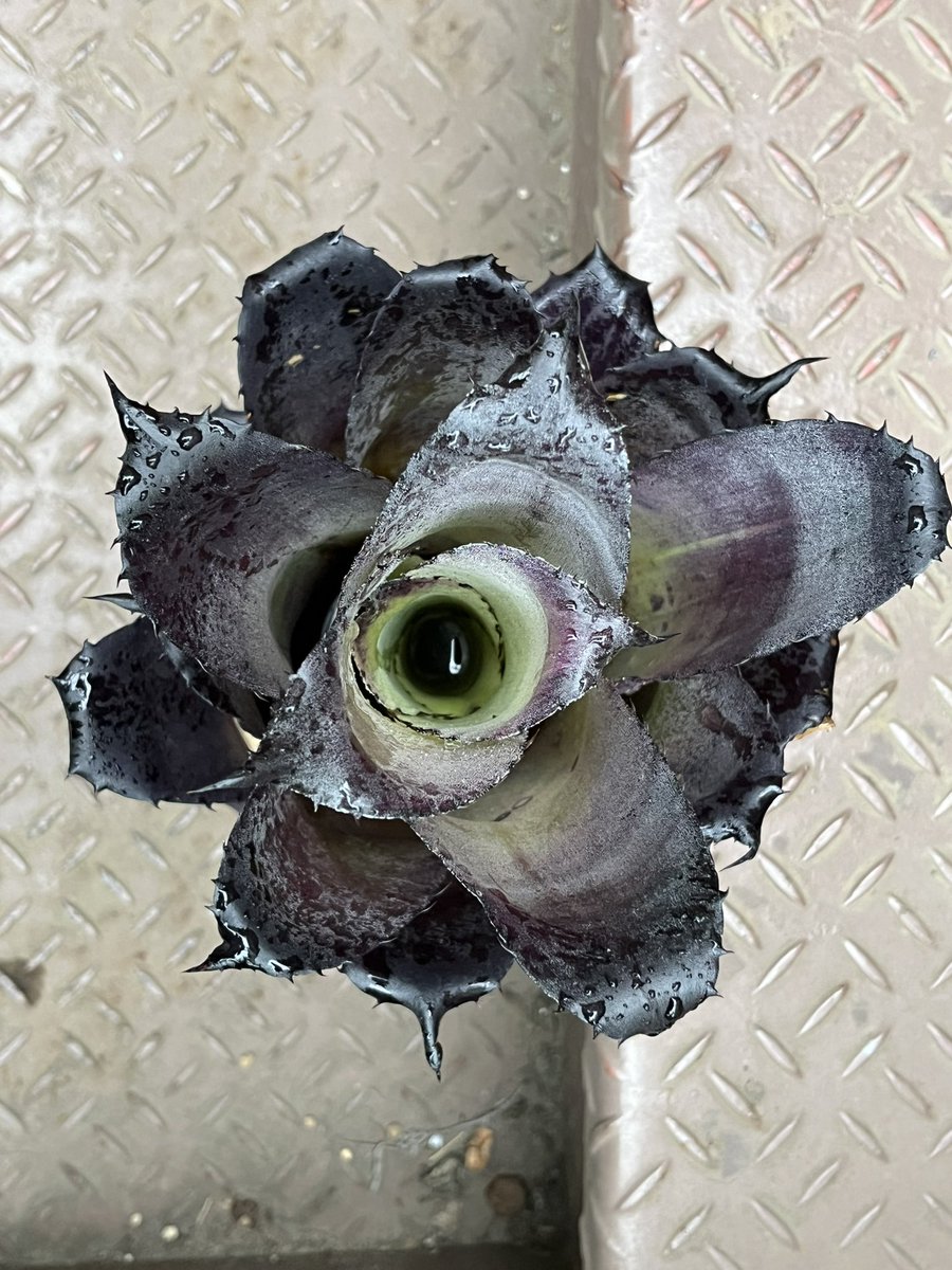 正真正銘本物　ホヘンベルギア　ダンクローン　美品 ホヘンベルギア ダンクローン - メルカリ