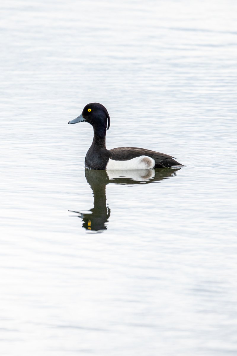 At lake Mývatn in northern #Iceland mid June on a #phototour <a href="/VisitMyvatn/">Visit Mývatn</a>