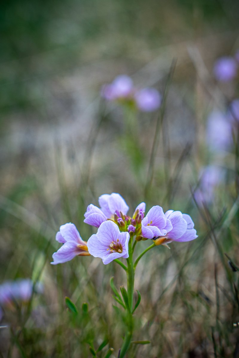 Páll Jökull | Photo guide in #Iceland tweet media
