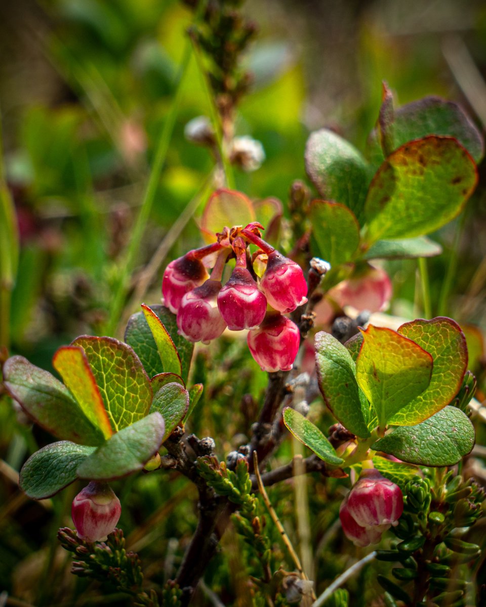 Páll Jökull | Photo guide in #Iceland tweet media