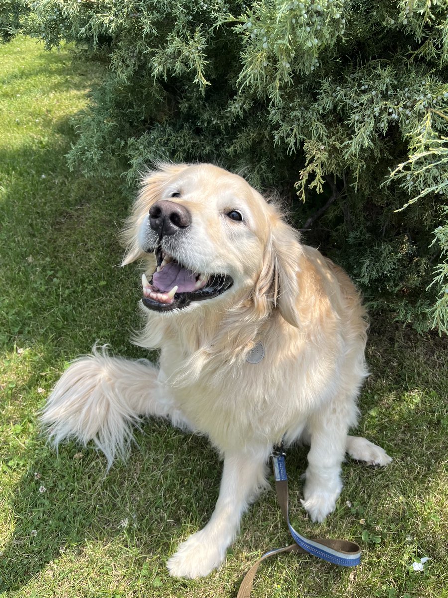peggyfrezon's tweet image. Pete's itching to know what's your favorite summer activity? (People and dogs!) #goldenretriever #brookshaven #dogs #summerfun