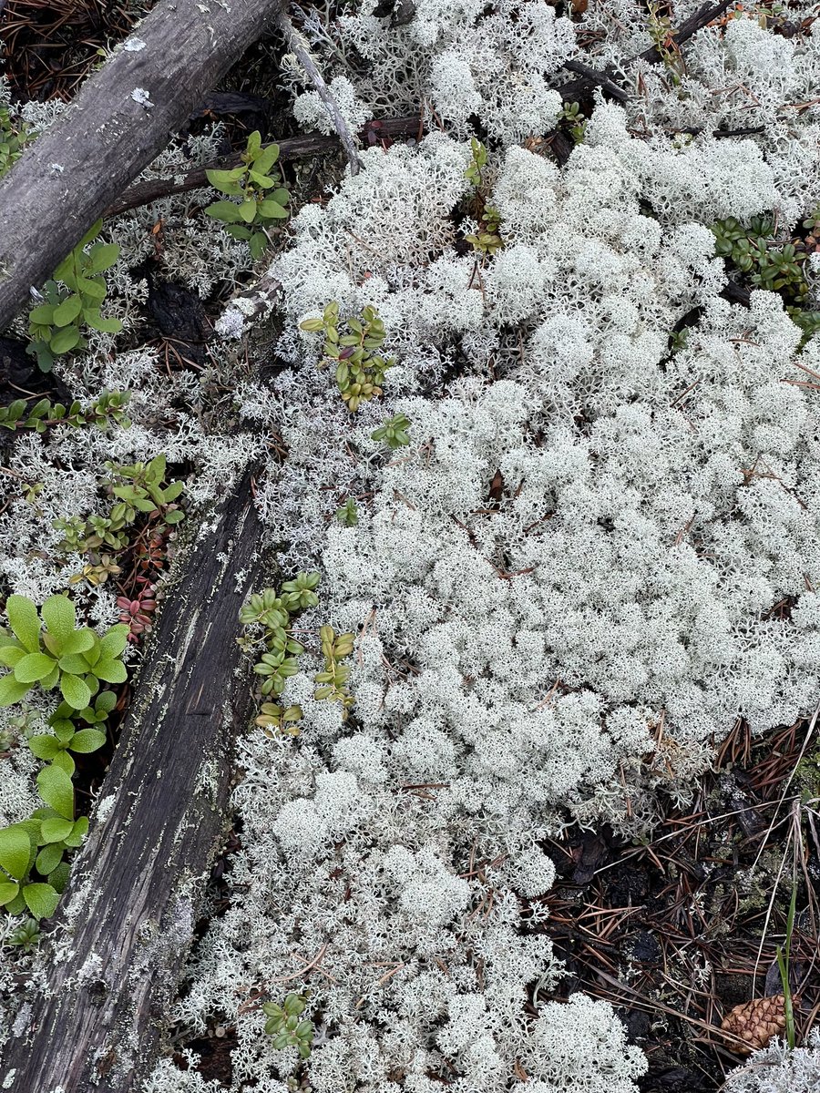 Week 1 of fieldwork for my MSc was wonderful! We saw lots of lichen, bison and rain! Thank you <a href="/RAlfaroSanchez/">Raquel Alfaro Sánchez</a>  for joining us for a tree coring introduction🌲🌧️
