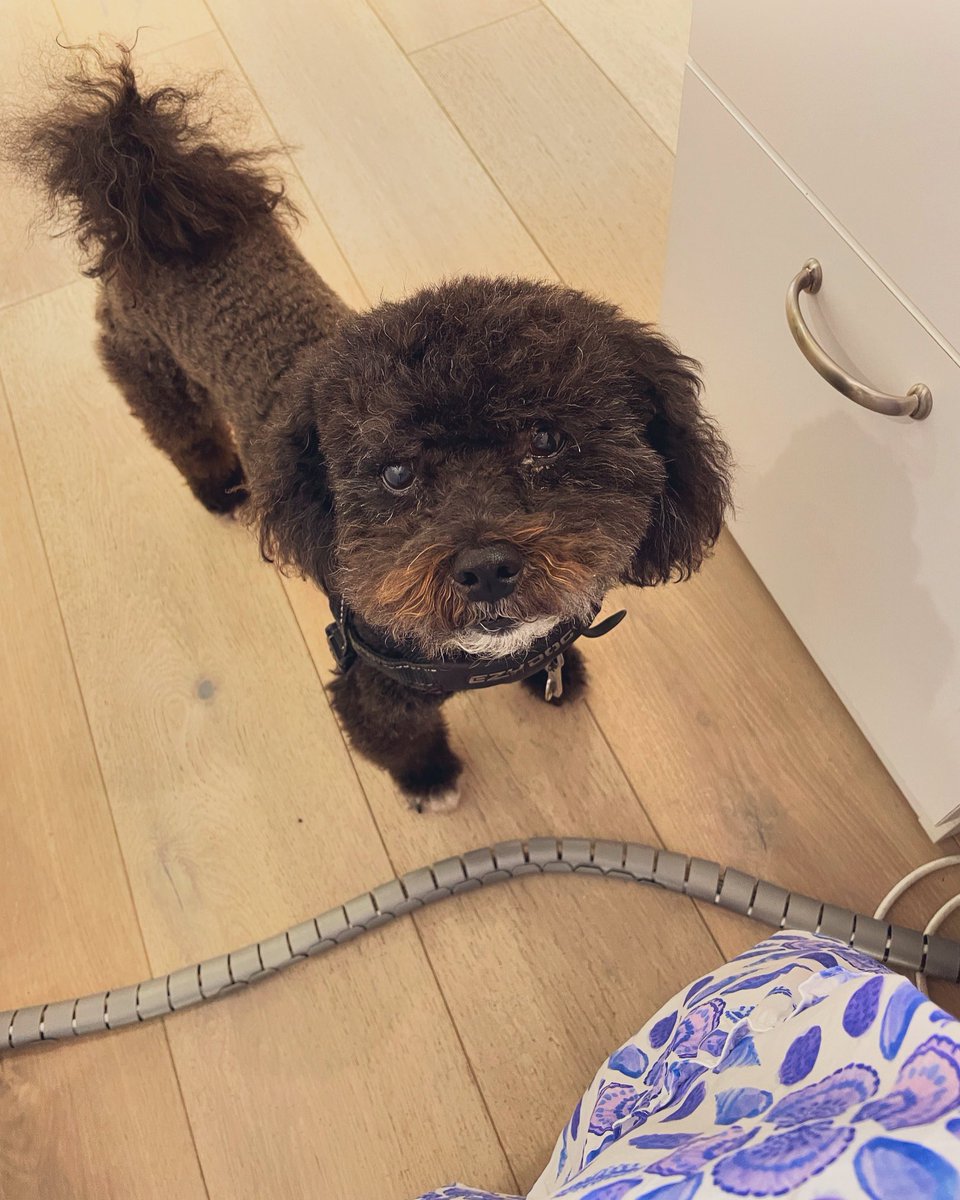 JaxsonHoss's tweet photo. I’ve had my summer haircut. I’m a lean, mean treat machine! https://t.co/22zcKVcFu7