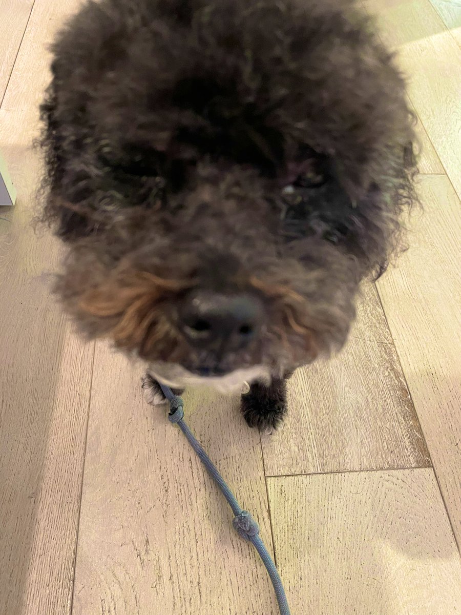 JaxsonHoss's tweet photo. I’ve had my summer haircut. I’m a lean, mean treat machine! https://t.co/22zcKVcFu7