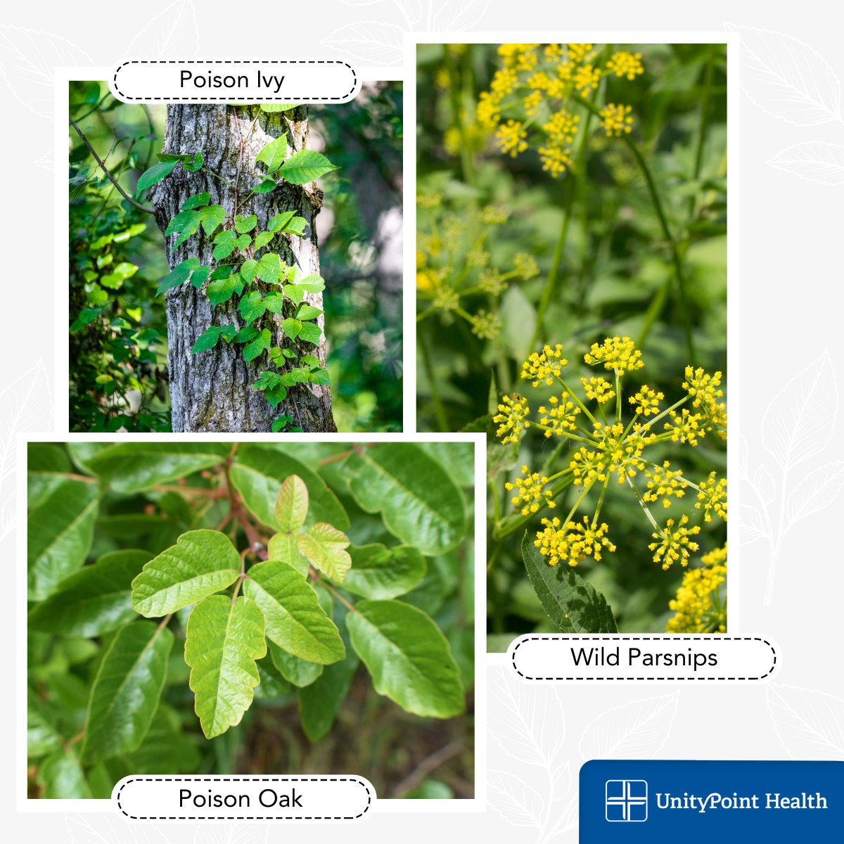On your next #outdoor adventure, look out for these hot spots where #rash-causing #plants grow. uph.link/g0u