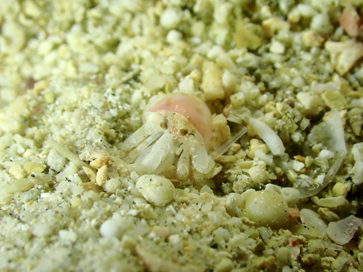 ゼログラヴィティ奄美大島 tweet media