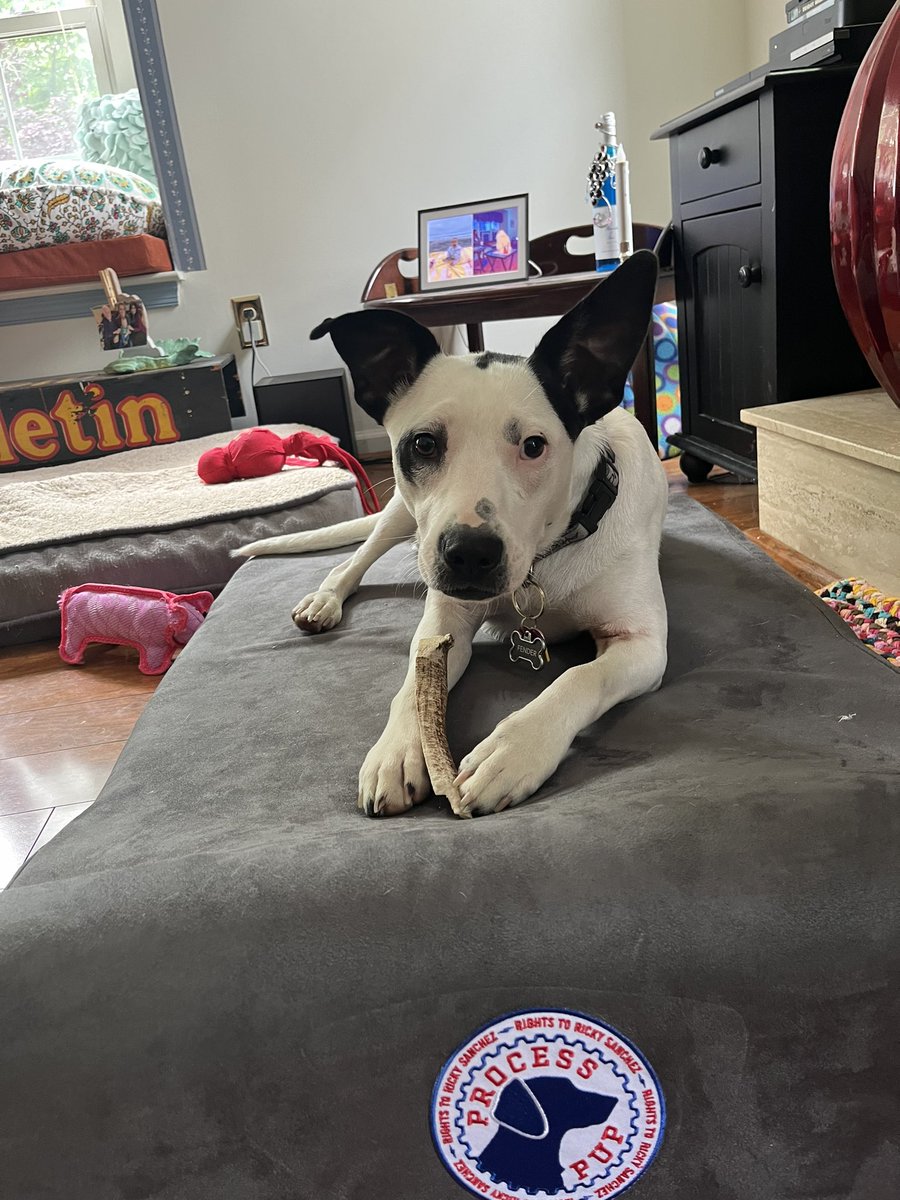 RTRSPodcast's tweet photo. Look at new @bigbarkerusa #ProcessPup Fender! His dad Wes wrote in that he was just adopted, and loving his new life ❤️ https://t.co/BKZbnA8JXb