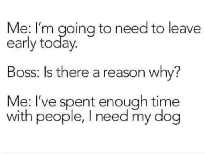 Heckin Good Dogs tweet media