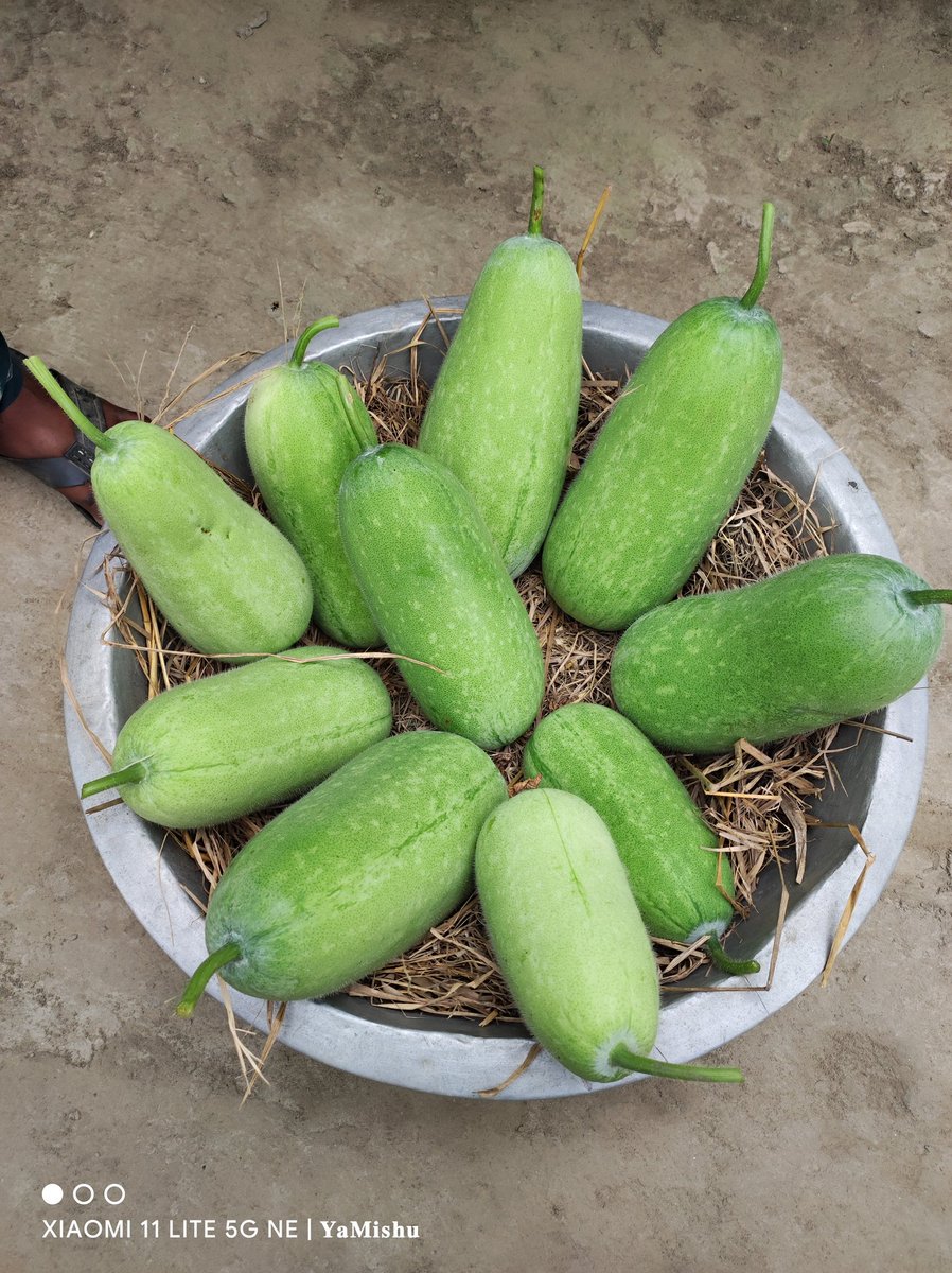 "আসসালামু আলাইকুম,,?? #শুভ_সকাল।🌻 
        -আমার হাতে লাগানো গাছের সবজি!
 অনেকগুলো ধরেছিল। তাই আজকে বাজারে দিলাম।