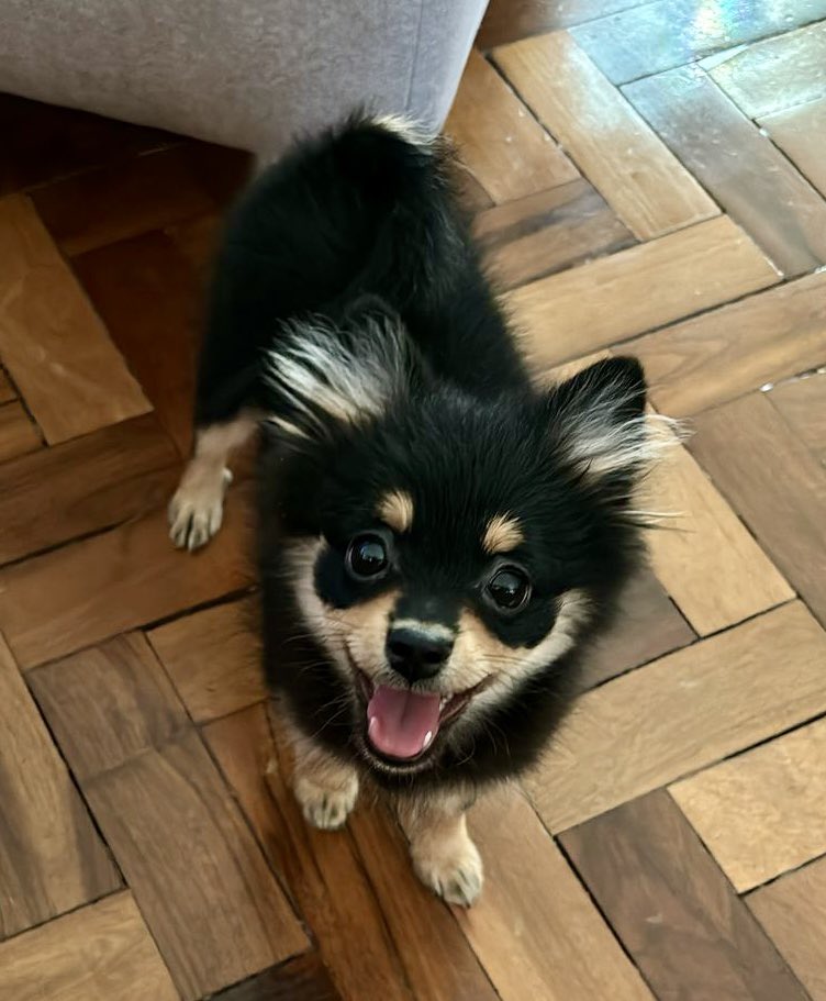 cfelipe_br's tweet photo. Smiling Puppy 🐶 https://t.co/k9JgLCmnR0