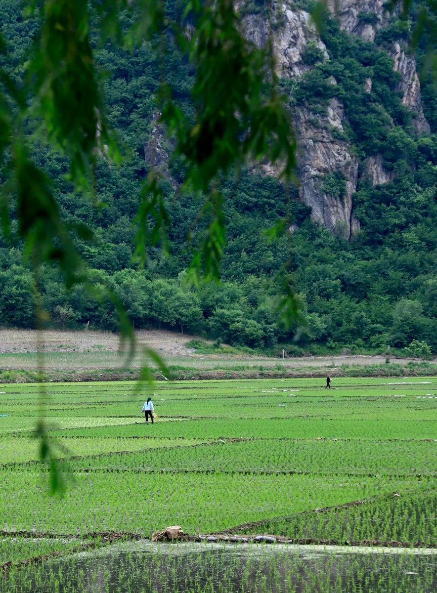 xiaxiaoning1's tweet image. 盛夏 . 浓绿