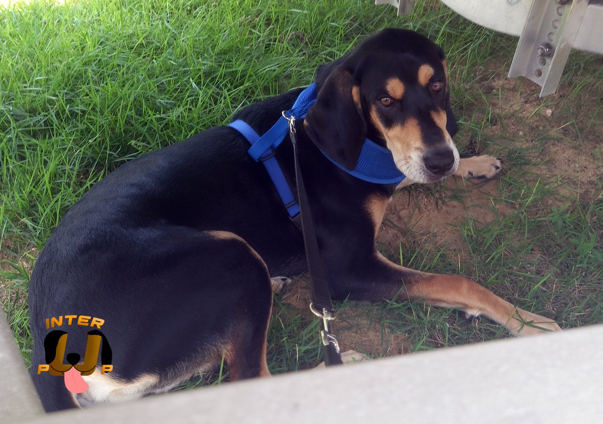 InterPup's tweet photo. Is the grass always greener on the other side? Nope, it's perfect right here! | James Bean
#InterPup #JamesBean #Puppy #Pup #Dog #PuppyPictures #Beagle #Coonhound #BlackandTan #BlackandTanCoonhound #doggy #pet #mydog #doglover #pupper #bark #spoiled #dogstagram https://t.co/kMRw9Xha1N
