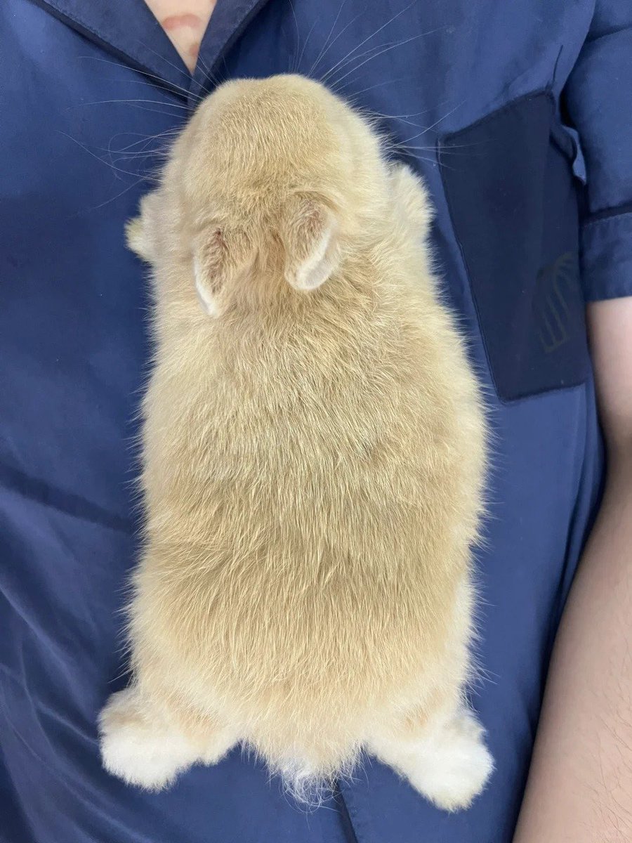 Why you should have a rabbit tweet media