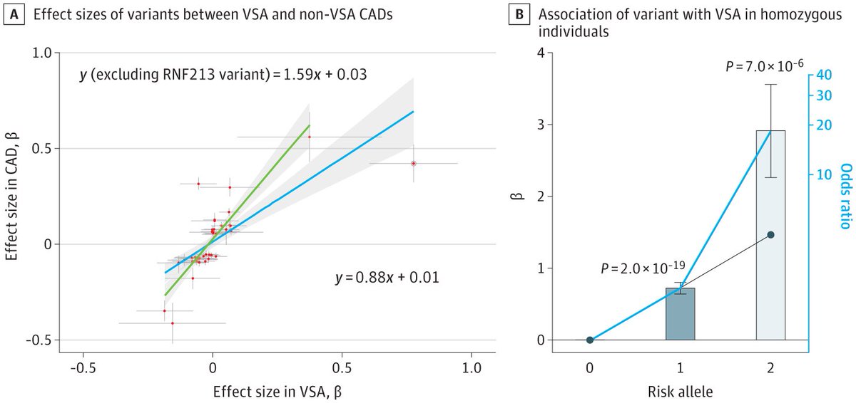 A variant in RNF213, more commonly observed in Asian individuals, is 2.3-fold enriched among those with vasospastic angina vs controls in the heterozygous status &amp; 18-fold enriched in the homozygous status jamanetwork.com/journals/jamac… <a href="/JAMACardio/">JAMA Cardiology</a>