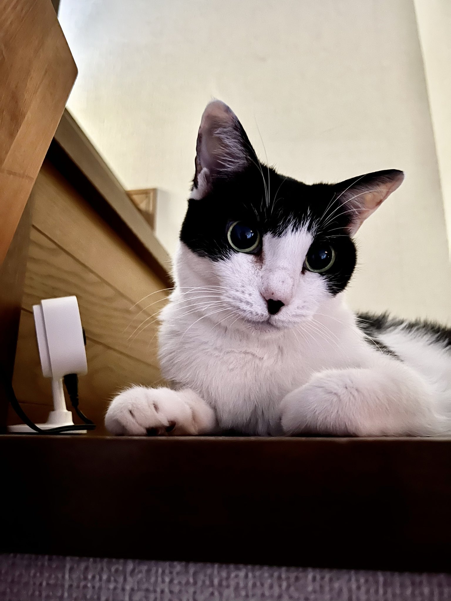 猫まっしぐらセレクト】 猫の置物-スニーカー|猫グッズ・猫雑貨