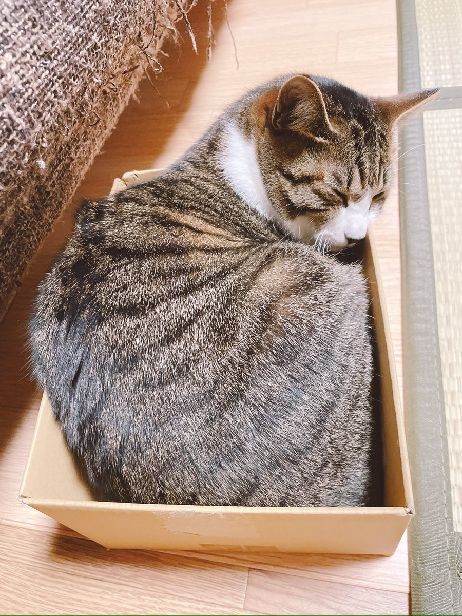 tota_0117's tweet photo. 猫あるある
　
どんなに小さい箱でも一旦入る🤭

#猫写真 #箱好き #可愛い猫 #ムチムチ　#猫癒し #キジシロ #ハチワレ　#ねこと暮らす #猫 https://t.co/dDsJ81Osr7