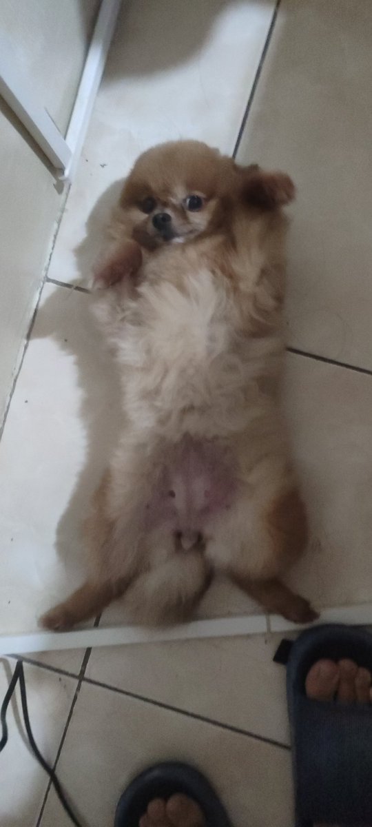 haha funny ah- dog lookin at me