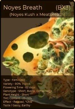 The_Noyes_Boys's tweet photo. Happy with how these revamps turned out, so bare with us as we continue to post them 🤘😇

#weedcards #cannabiscards #cannabeast #straincards #cannabis https://t.co/AA1KnrLHaP