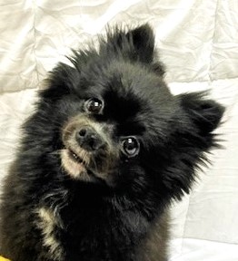 Gracie Ann/Princess Gracie the Gracious, 31st PODT tweet media