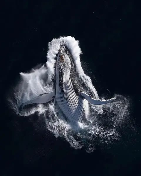 MsCiencia2's tweet photo. Majestuosa fotografía de una ballena jorobada. https://t.co/mJ9A0DwMRz