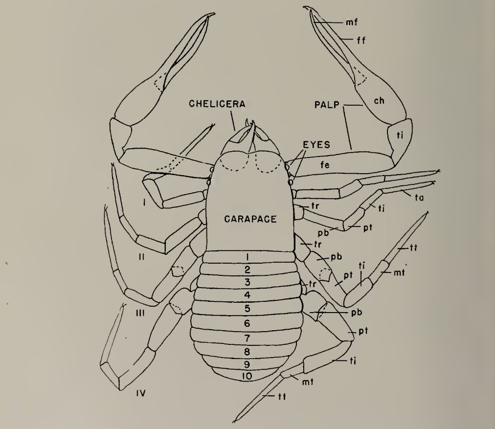bisayanbotanist's tweet photo. my new goal is to find the described pseudoscorpions of the Illinois region. this makes me wna set up berlese funnels albeit the lights in this 1946 study would burn up their inverts and occasionally the entire trap LOL. bruh rip https://t.co/Ge206QesXe