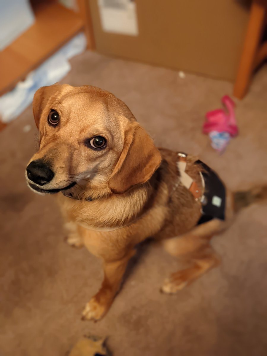 AEComicsAlex's tweet photo. I just finished reading Spider-Gwen: Ghost Spider 2 and @Steph_Smash  just referenced my dog, Peter Barker! https://t.co/u8GRsCFLnQ