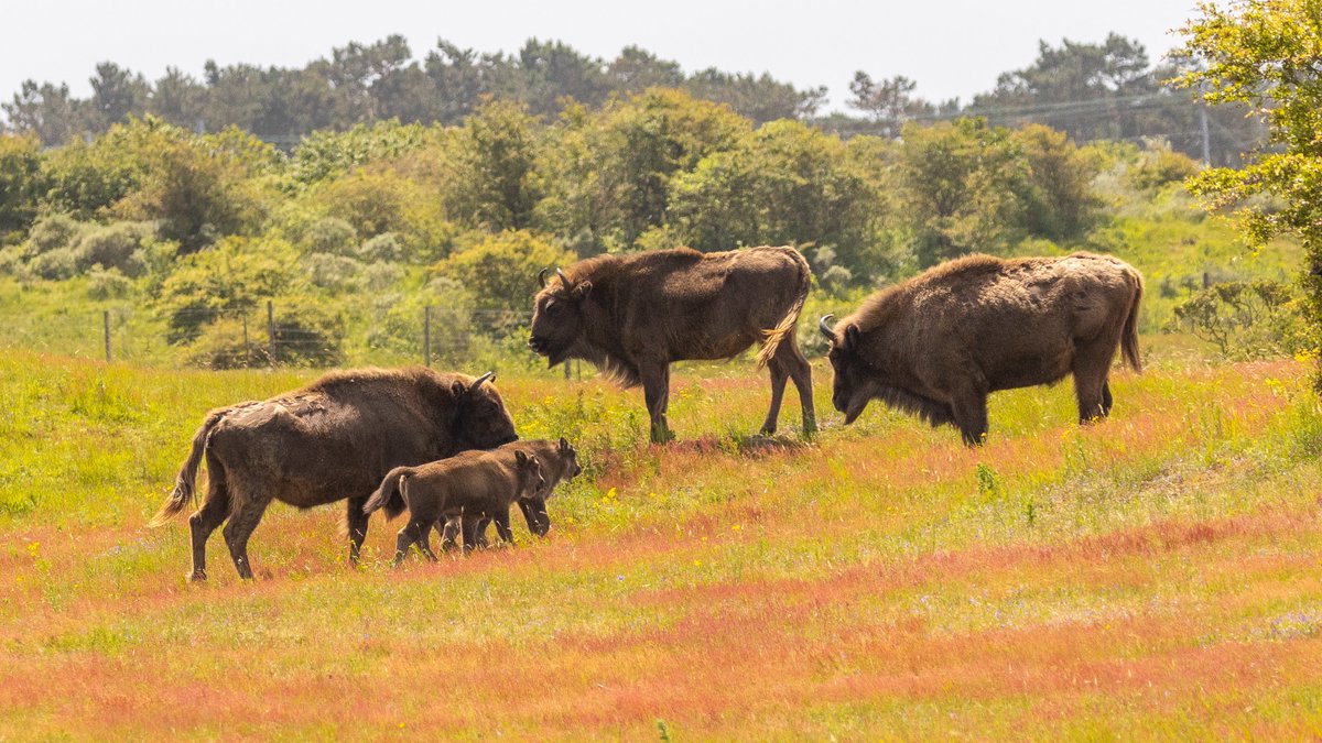 BABY NEWS!
Two new borns in the wisent herd in Kraansvlak. For one of the mothers it is her first, for the other her second. The mothers are both born in Kraansvlak seven years ago. #Europeanbison #calves #biglittlegrazers