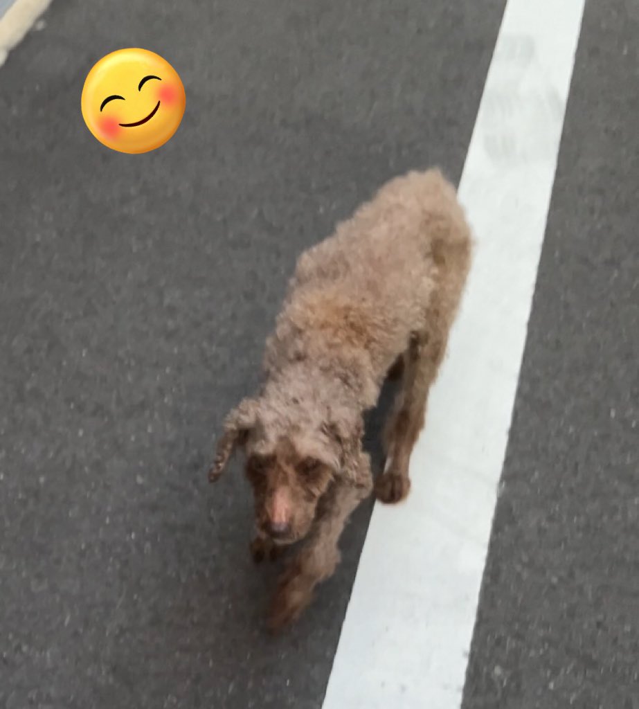 PeaceTokotoko's tweet photo. 《昨夜の迷子犬》無事に飼い主さんの元へ戻る事ができました！元々保護犬でチップが内臓されていた為、直ぐに飼い主さんを見つける事ができたそうです。怪我なく無事にお家に帰れて本当に良かったと思います。皆様の温かい気持ちが沢山伝わり、私も心強かったです♪有難うございました♡#ありがとう https://t.co/2MmUKyOkwq