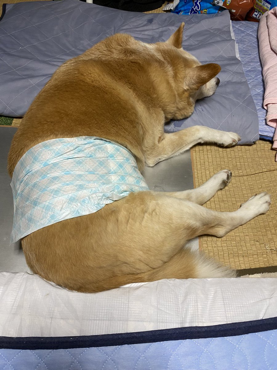こんばんは🐶
ここ最近深夜徘徊をするようになりました。
まだ初期ですが、トイレの失敗もするようになりチャッピーもマナーおむつをして寝ています。
一日お疲れ様でした！
#犬のいる幸せ  #dogs #dog #doglovers #雑種　#ハチワレ　#シニア犬　#犬　#老犬　#15歳3ヶ月　#家族　#family