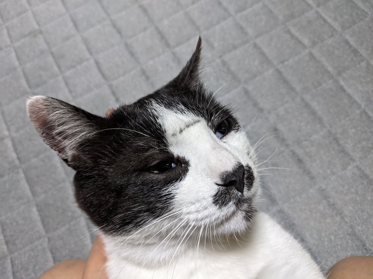 さては庭に出してあるバイクのチェーンに頭擦り付けたなこのバカ者…