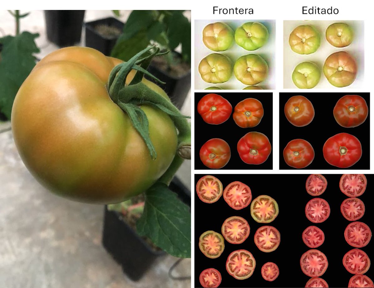 pearljamita's tweet photo. Junto con el equipo de Calidad de Fruta continuamos evaluando nuestros tomates más rojos, ricos en licopeno. Esta vez la variedad Frontera y su contraparte editada se dejaron madurando a 25°C luego de cosechados. Así se ven luego de 4 días! #biotecnologiavegetal_INIA https://t.co/MzkPOIByXr