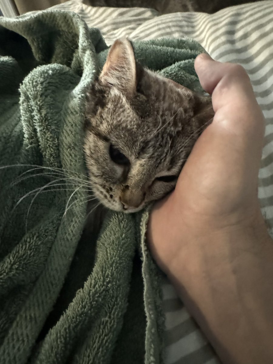 Festivus__Pole's tweet photo. Rough morning for the shroom…woke up to find her sprawled out in the litter room soaking wet and stationary. Gave her a bath and the mother cat always helps with the drying process. #disabledcat https://t.co/imAKZPm1Zm